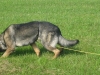 nash-speuren-training